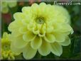 yellow dahlia flower