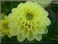 yellow dahlia flower