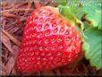 large red strawberry