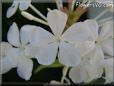 white plumbago flower