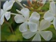 white plumbago flower