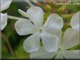 white plumbago flower