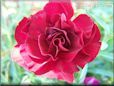 maroon carnation flower