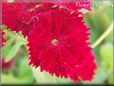 red dianthus flower