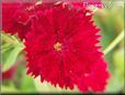 red dianthus flower