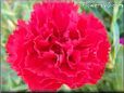 red carnation flower