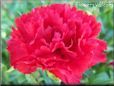 red carnation flower