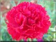 red carnation flower