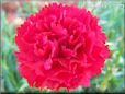 red carnation flower