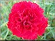 red carnation flower