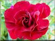 maroon carnation flower