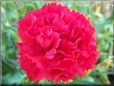 red carnation flower