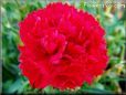 red carnation flower