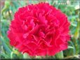 red carnation flower