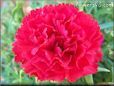 red carnation flower