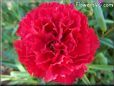 red carnation flower