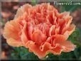 orange carnation flower