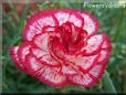 white  red carnation flower