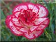 white  red carnation flower