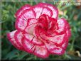 white  red carnation flower