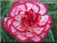 white  red carnation flower