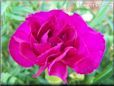 dark pink carnation flower