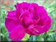 dark pink carnation flower
