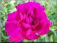 dark pink carnation flower