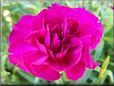 dark pink carnation flower