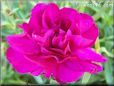 dark pink carnation flower