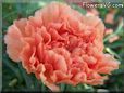 orange carnation flower
