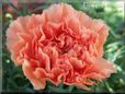 orange carnation flower