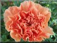 orange carnation flower