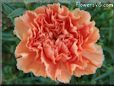 orange carnation flower