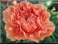 orange carnation flower