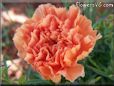 orange carnation flower