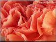 orange carnation flower