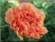 orange carnation flower
