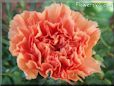 orange carnation flower