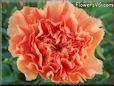 orange carnation flower