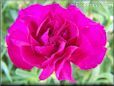 dark pink carnation flower