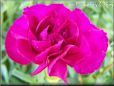 dark pink carnation flower