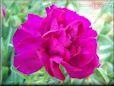 dark pink carnation flower