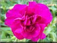 dark pink carnation flower