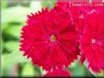 red dianthus flower