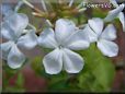 white plumbago flower