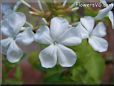 white plumbago flower