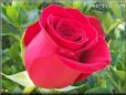 red rose flower pictures