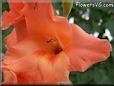 orange gladious flower