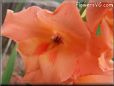 orange gladious flower